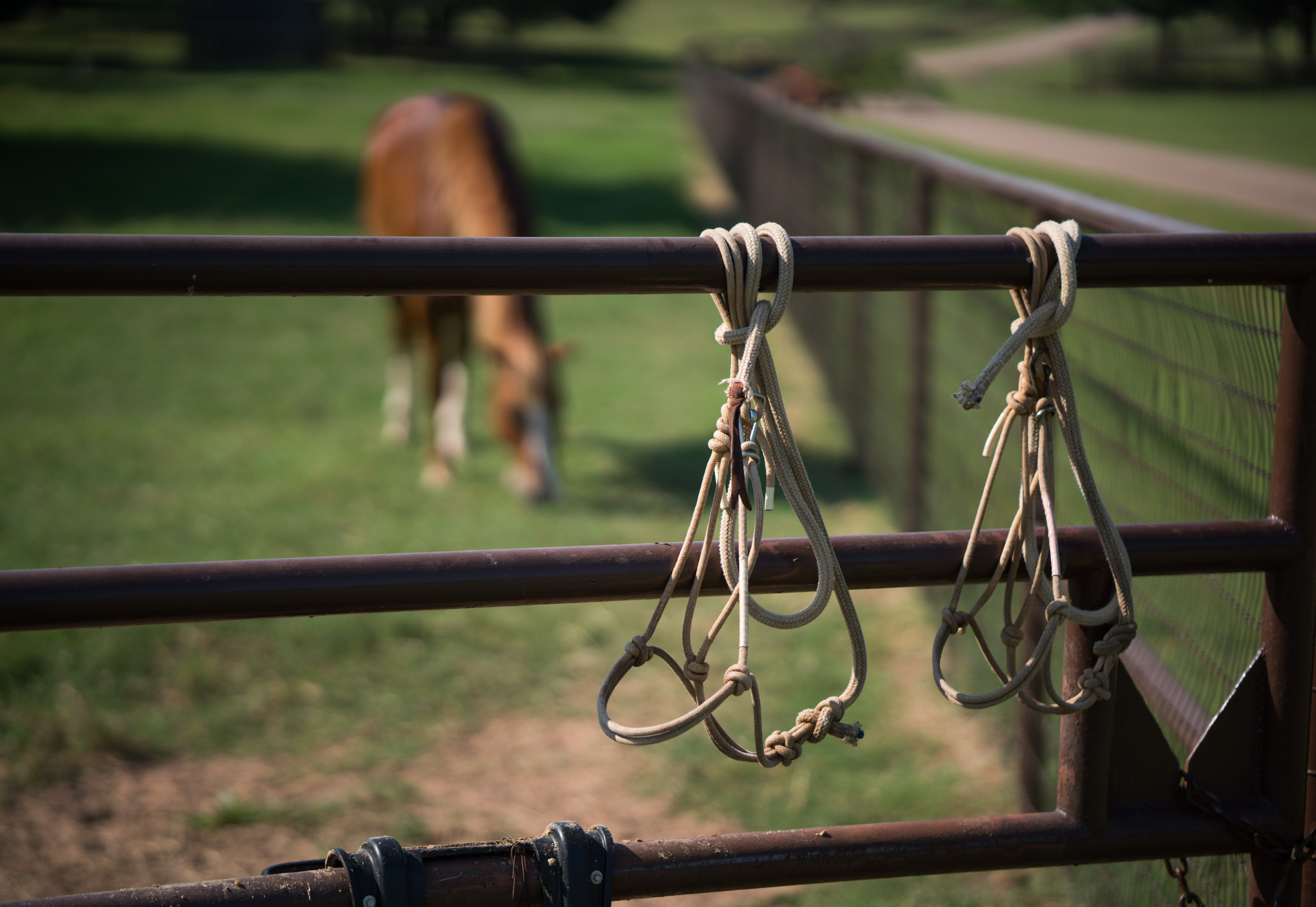 rope hanging on fence with horse in the background