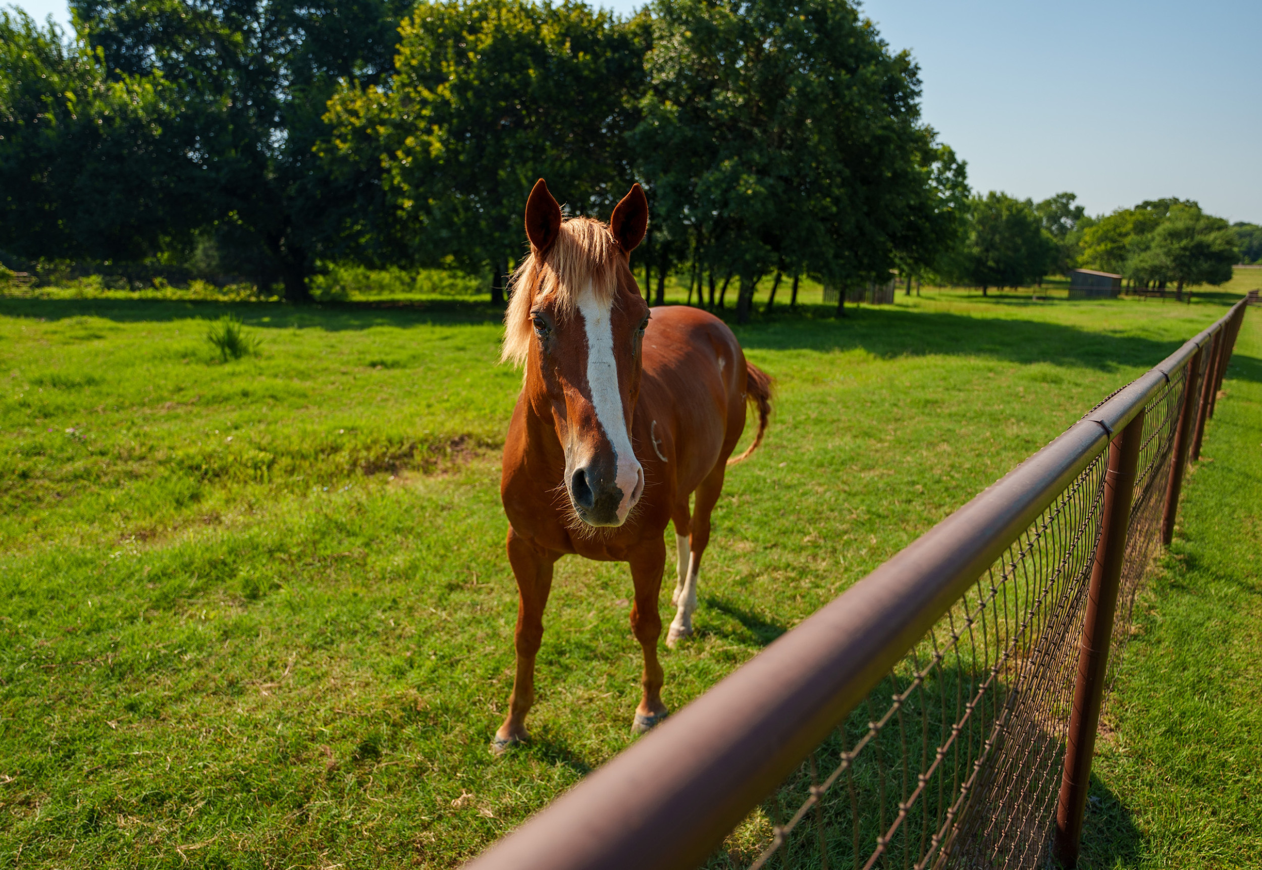 horse at a fence